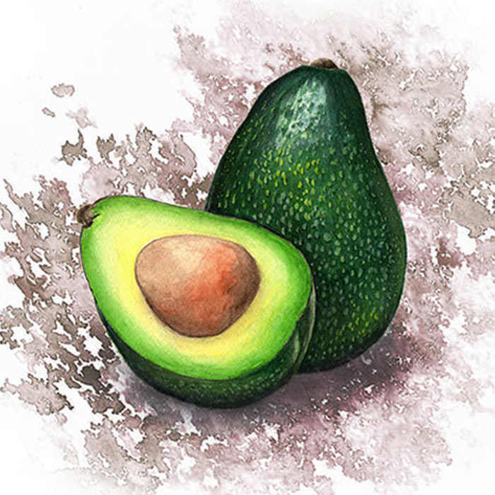 An Avocado Watercolor Illustration
