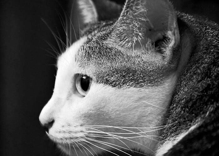 Black & White Photography : Cat