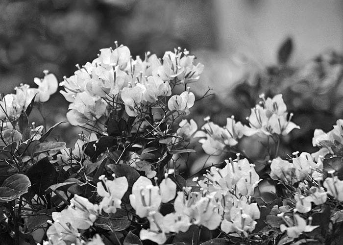 Black & White Photography : Cherry Blossom