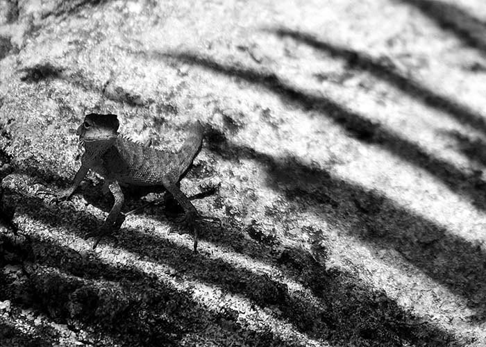 Black &; White Photography A Lizard