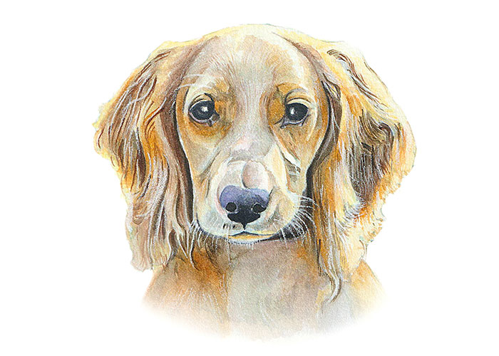 Watercolor Painting of a dog