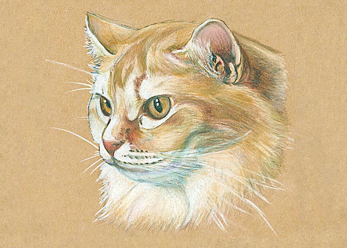 Colored pencil drawing of a cat