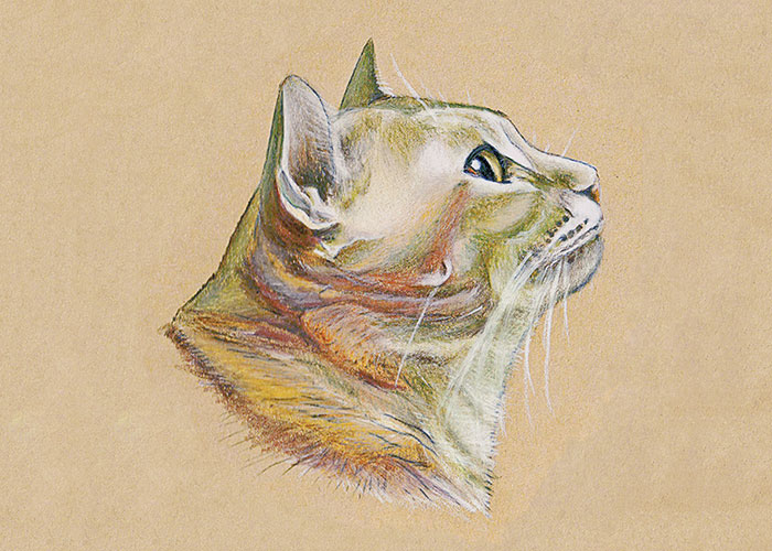 A Cat Colored Pencil Drawing