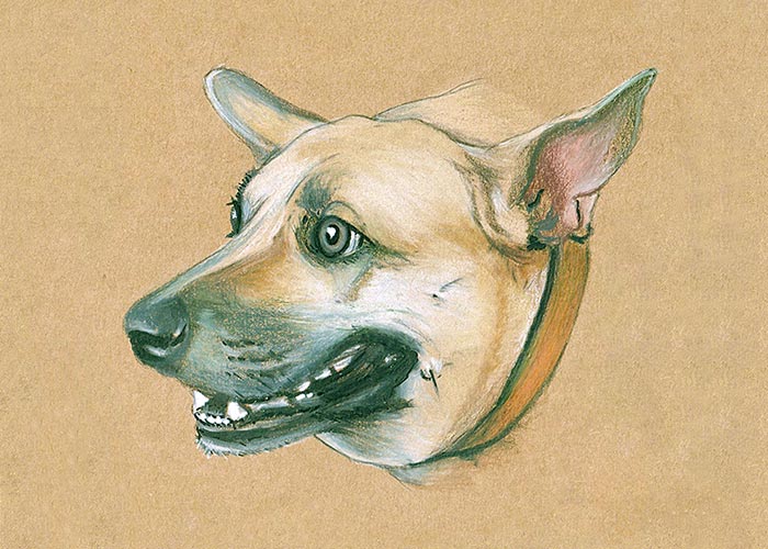 A Dog Colored Pencil Drawing