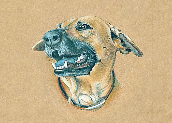 A Dog Colored Pencil Drawing